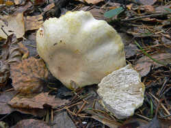 Hypomyces_sp1_SAE_20111016.thumb.jpg.1e74ee7f92b2e0a9dce686edea0c47cb.jpg