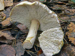 Hypomyces_sp2_SAE_20111016.thumb.jpg.17285be5125408b125f553d6b1aa0e72.jpg