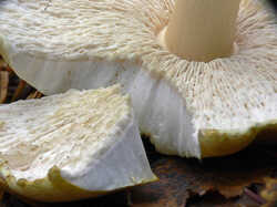 Hypomyces_sp4_SAE_20111016.thumb.jpg.0ee0f0f7115c78346866b9790d816e29.jpg