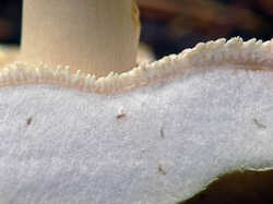 Hypomyces_sp5_SAE_20111016.thumb.jpg.fa72a2cb71fec7dc368d4ac35ca4672a.jpg