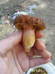 IMG_20231215_074808_285.thumb.jpg.20bfc347003da59ae6eca2ec5085eb1a.jpg