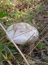 IMG_20231215_074812_089.thumb.jpg.27a01978bc54f693f58590b51f4a8020.jpg