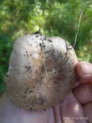 IMG_20231215_074844_064.thumb.jpg.4f409a80d9eb8d2cb60e53ce0c87d6bd.jpg
