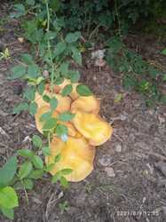 IMG_20231215_074857_758.thumb.jpg.10f5b1c6055db113af66bcbbec6e6708.jpg