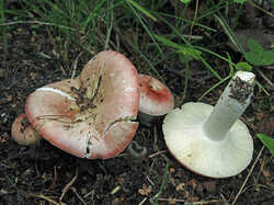 Russula_exalbicans_1_SAE_20230825.thumb.jpg.f1a15a5b792a309928bb2bf304968017.jpg