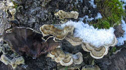 Auricularia_mesenterica_AWP_20240116_.thumb.JPG.8b3adbf8070e06a973ec49ab8e88c6ba.JPG