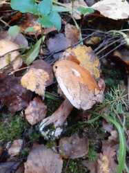 1349129982_734_Cortinarius_glaucopus_(sp.)_.thumb.jpg.9e76ebf5b4a5e7d0808d015ac935a5e4.jpg