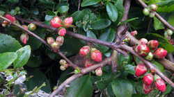 Chaenomeles_japonica_AWP_20240211.thumb.JPG.8ea8dd2f9847c567d58a44b68842c675.JPG