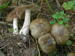 Entoloma_sp_SAE_20080716.jpg