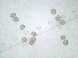 Entoloma_sp_spores500_SAE_20101012.jpg