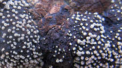 Hypoxylon_fragiforme_Calcarisporium_arbuscula_AWP_20240223_V.thumb.JPG.13aab4e34da0769a20fdaf501fe8ea34.JPG