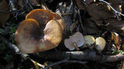 Lentinus_brumalis_AWP_20240225.thumb.JPG.03cc08a278dcb3f0828191bfe592c2d7.JPG