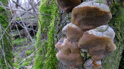 Phellinus_pomaceus_AWP_20240225.thumb.JPG.fb9113ab877339d4c1f2ec6dd930dd27.JPG