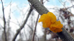 Tremella_mesenterica_AWP_20240218.thumb.JPG.8c6d1895b3c53f06c8c963128d33ca90.JPG