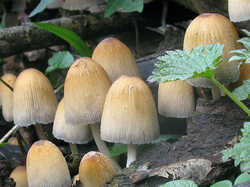 1347794274_Coprinellus_micaceus_20240227.thumb.JPG.ef53ba7c4a6250ee84a24e83b121ab20.JPG