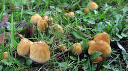 872446147_Coprinellus_micaceus_20240304.thumb.JPG.83dd12b9d61e529afabb3888548307dc.JPG