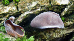 Auricularia_auricula-judae_AWP_20240308.thumb.JPG.4574d7536db4b2026fdf20f8142549a6.JPG