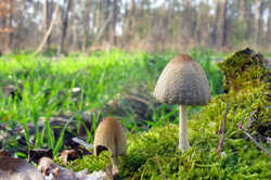 Coprinellus_flocculosus_AWP_20240318.thumb.JPG.ed0cd9a1b387bb79610c10b44d6188c0.JPG