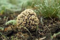 Morchella_steppicola_PSA_20190416-03.jpg.jpg