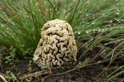 Morchella_steppicola_PSA_20190416-07.jpg.jpg