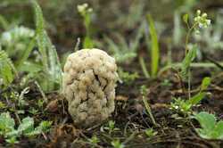 Morchella_steppicola_PSA_20190416-10.jpg.jpg