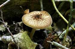 Pluteus_umbrosoides_PSA-02.jpg.jpg