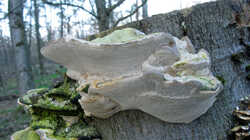 Trametes_gibbosa_2_AWP_20240318.thumb.JPG.85658fc9a350bbcfbcfbd63045f63991.JPG