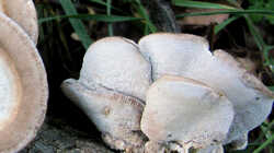 Trametes_hirsuta_AWP_20240318_F.thumb.JPG.b5a3c3e922b1488b45aee19cdd083e7c.JPG