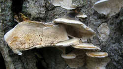 Trametes_ochracea_3_AWP_20240301.thumb.JPG.3be061a0fbe5501cb384e22984759a61.JPG