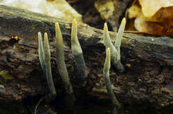 Xylaria_longipes_PSA_20190510-01.jpg.jpg