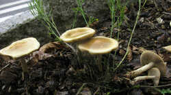 Agrocybe_praecox_AWP_20240405.thumb.JPG.efaa2d7474648d24c7961ca6812a2e03.JPG