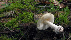 Amanita_gemmata_2_AWP_20240401.thumb.JPG.0d9e31a059ce02eb3d973f79b76986e2.JPG