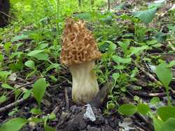 DSCF8022.thumb.JPG.f9d6b75a5bfdef3415e1f6c41da2a499.JPG
