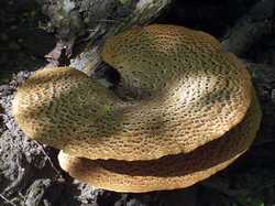 DSCF8040.thumb.JPG.d806ec4b16a38d100cae65c845579df7.JPG
