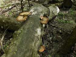 DSCF8052.thumb.JPG.cccc729e5c2dbd2491d14c86316f4c89.JPG