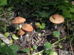 DSCF8060.thumb.JPG.ea7f0ad7d15fc89208fde7be9a11fd18.JPG