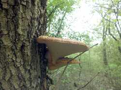 DSCF8080.thumb.JPG.8fd9ff452582e395433064c75b37e874.JPG