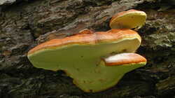 Fomitopsis_pinicola_AWP_20240407.thumb.JPG.95bd1661a38d788b69b7701df3430a72.JPG