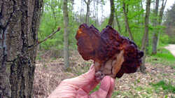 Gyromitra_esculenta_AWP_20240409.thumb.JPG.478f502b37d8d56bfd77fea3aa56d94e.JPG