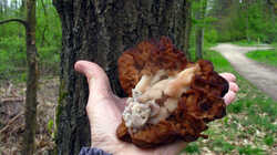 Gyromitra_esculenta_AWP_202404_09.thumb.JPG.de0971649d55feef602fb3ba4187f43a.JPG