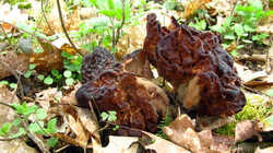 Gyromitra_esculenta_AWP_2024_0409.thumb.JPG.543e1c891fffc5095580e1f1c8666f31.JPG