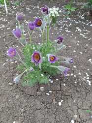 IMG_20240416_150040.jpg