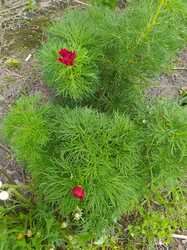IMG_20240417_090736.jpg