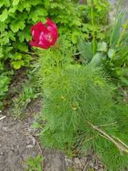 IMG_20240417_090754.jpg