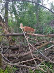 IMG_20240424_185136.thumb.jpg.1b7bcca899f1ead9dab96b3966ad236e.jpg