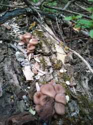 IMG_20240424_191407.thumb.jpg.6dd6ddda84cf8cfe0ec0fefe2392330a.jpg