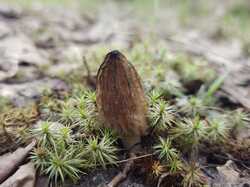 Morchella_elata_MVK_20240427_07.jpg