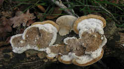 Trametes_hirsuta_AWP_20240330.thumb.jpg.e7080b9518abe4d5ed0e88a2f2b6eb7a.jpg