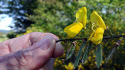 1121623109__Cytisus__2024_1.thumb.JPG.ae425d613cb362ce75770db78dd5069b.JPG