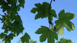 553193371_Acer_pseudoplatanus__20240511.thumb.JPG.67baca3edd517a3ba9bf24393579af61.JPG